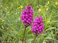 02_Orchis pyramidal_2